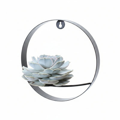 ROOTLESS Echeveria Lilacina mit schwarzem Wandring Ø20 cm