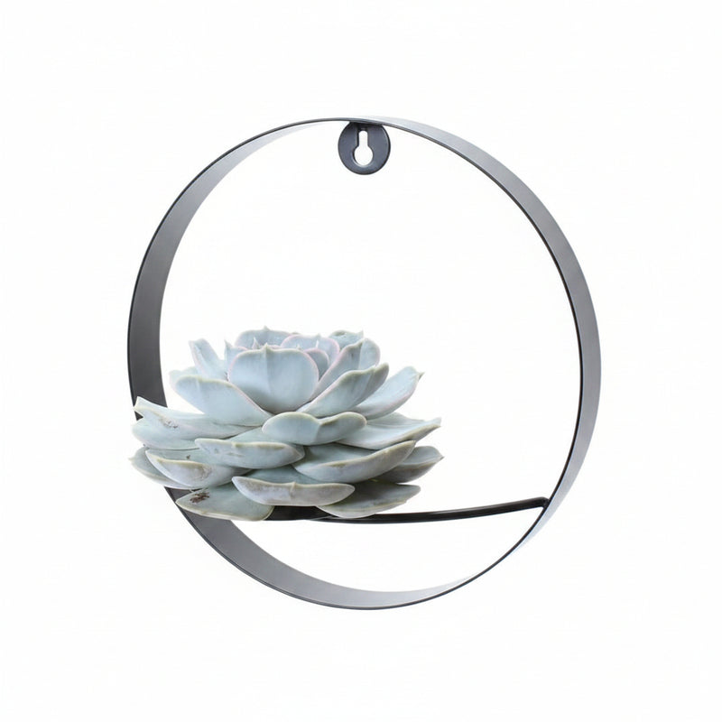 ROOTLESS Echeveria Lilacina mit schwarzem Wandring Ø20 cm