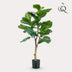 Artificial Plant Ficus Lyrata Fiddle Leaf Fig 90cm - Easy Care & Realistic Bild 3