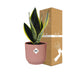 Sansevieria Futura Superba im rosa ELHO Vibes Fold Topf (14cm) Bild 4