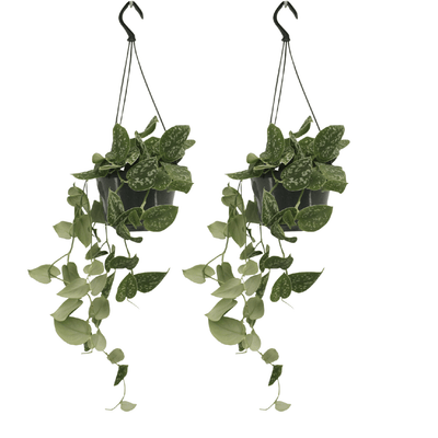 Scindapsus Pictus (Epipremnum) - 2er-Set, Ø15cm, H20cm
