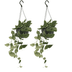 Scindapsus Pictus (Epipremnum) - Set of 2, Ø15cm, H20cm Bild 1