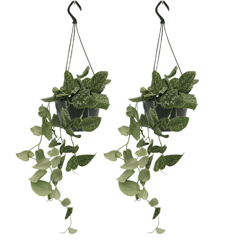 Scindapsus Pictus (Epipremnum) - Set of 2, Ø15cm, H20cm