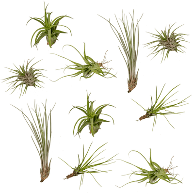 Everspring Tillandsia Luftpflanzen Mix - 10 Stück - 6 cm