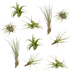 Everspring Tillandsia Luftpflanzen Mix - 10 Stück - 6 cm Bild 1