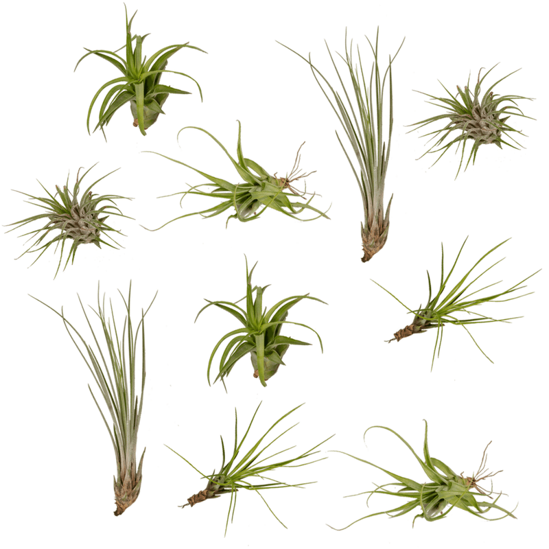 Everspring Tillandsia Luftpflanzen Mix - 10 Stück - 6 cm