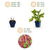 Green boutiQ - Perennial - Persicaria amplexicaulis - Knotweed - Shade - Red - 3 Plants - Pot 11cm - Height 15-25cm Bild 3