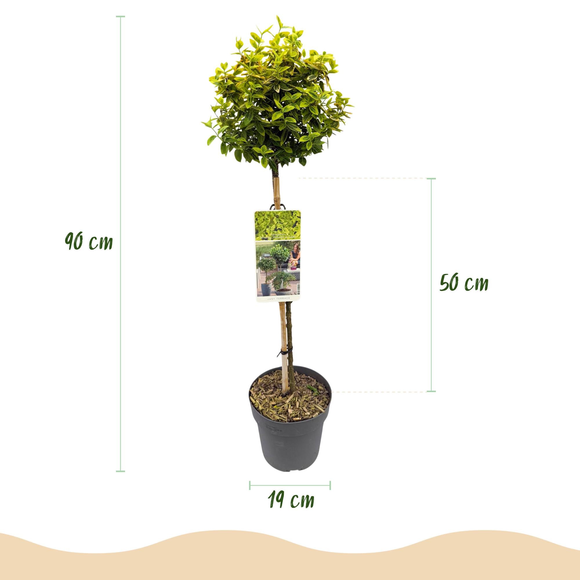 GreenboutiQ - Stamm Pflanze - Euonymus fortunei Emerald n Gold - Terrassen Pflanze - Immergrün - Winterhart - Grün-Gelbe Blätter - Topf 19cm Höhe 90cm