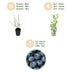 GreenboutiQ Blaubeere 'Northland' - 6 winterharte Pflanzen im Topf Bild 4