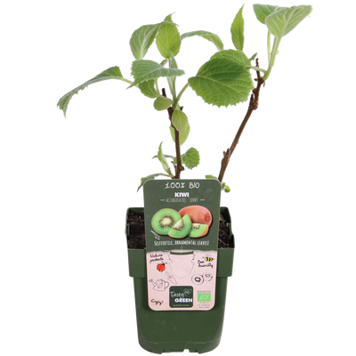 Bio Kiwi 'Jenny' - Selbstbefruchtend, Ø13cm, ↕45cm