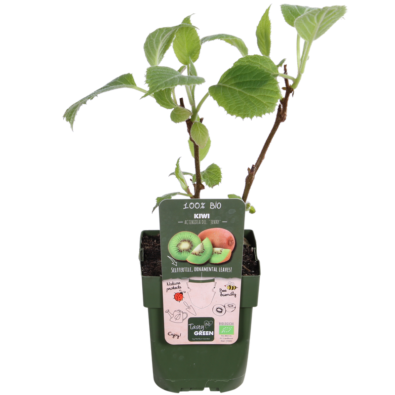 Organic Kiwi 'Jenny' - Self-fertile, Ø13cm, ↕45cm