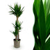 Green boutiQ - Zimmerpflanze - Yucca elephantipes - Yucca - Wenig Pflege - Grün - 1 - Topf 24cm - Höhe 140cm Bild 1