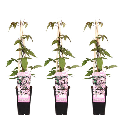 3x Clematis Montana 'Fragrant Spring' – Rankende Schönheit, 65cm Höhe
