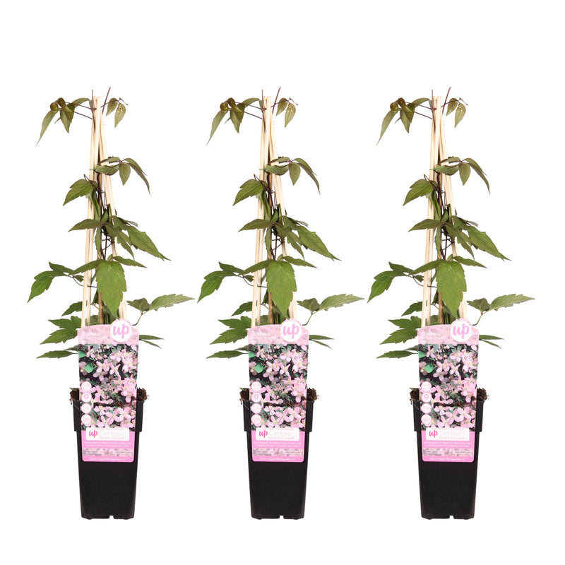3x Clematis Montana 'Fragrant Spring' – Rankende Schönheit, 65cm Höhe