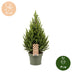 Picea glauca Conica - Zuckerhutfichte - Grün - Weihnachtsbaum - Ø19cm - ↕65cm Bild 5
