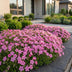 Green boutiQ - Perennial - Phlox MacDaniel's Cushion - Flame Flower - Ground Cover - Dark Pink - 24 Plants - Pot 11cm - Height 15-25cm Bild 12