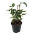 GreenboutiQ Camellia japonica Tricolour, 3er Set, immergrün, Blüte Rosa/Weiß/Rot Bild 2