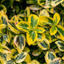 GreenboutiQ Euonymus fortunei 'Emerald n Gold' Stamm 90cm Bild 7