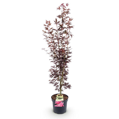 Japanischer Ahorn Acer palmatum Atropurpureum, Topf 26cm, Höhe 90cm