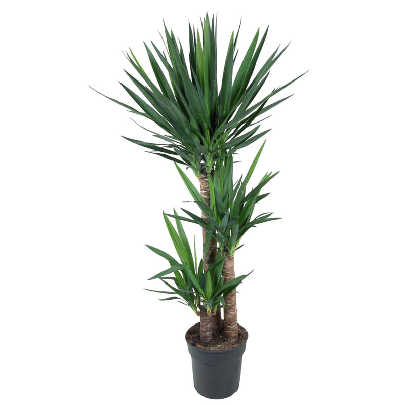 Yucca Elephantipe - Elefantenpalme - 140 cm, Ø 24 cm