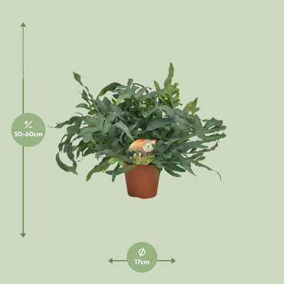Phlebodium Blue Star Farn – Ø17cm, 60cm hoch