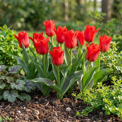 30x Tulipa Greigii Red - Rote Greigii Tulpe - Frühjahrsblüher - Zwiebelgröße 11/12