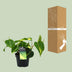 Philodendron Brasil Scandens (Ø12cm, ↕20cm) - Pflegeleichte Zimmerpflanze Bild 4
