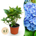 3x Blaue Hortensie 'Macrophylla Blau' - Winterhart, 20-30cm, Topf 12cm Bild 1