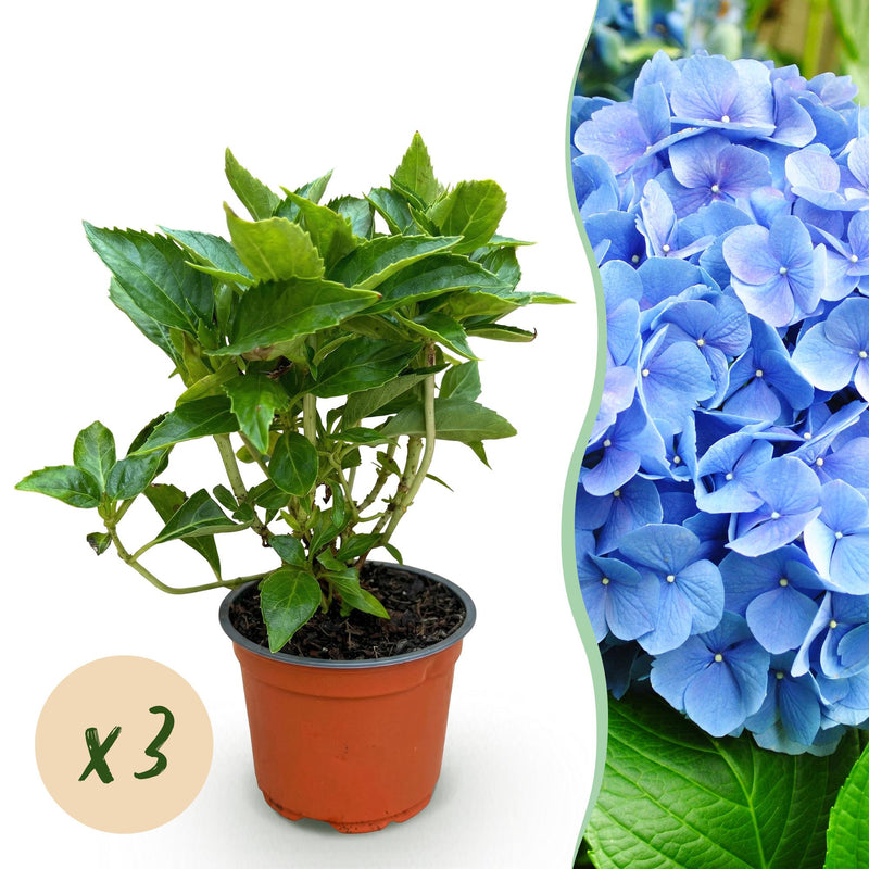 3x Blaue Hortensie 'Macrophylla Blau' - Winterhart, 20-30cm, Topf 12cm