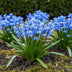 GreenboutiQ Scilla Siberica Blumenzwiebeln - 50 Stück Lila Bild 3