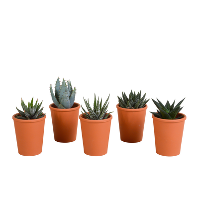 Gasteria/Haworthia Mischung 5er Set im Terrakotta-Topf, 5,5cm