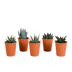 Gasteria/Haworthia Mischung 5er Set im Terrakotta-Topf, 5,5cm Bild 1