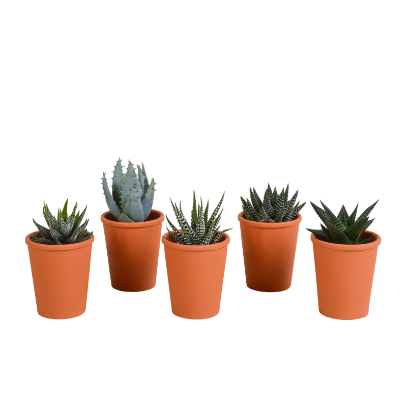 Gasteria/Haworthia Mischung 5er Set im Terrakotta-Topf, 5,5cm