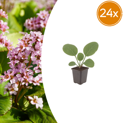 24x Bergenia cordifolia (Schoenlappersplant) – 10-25cm