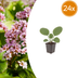 24x Bergenia cordifolia (Schoenlappersplant) – 10-25cm Bild 1
