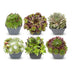 6x - Sempervivum Big Sam - Ø7cm - ↕10-12cm Bild 1