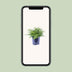 Asplenium Parvati Farn - Ø21cm - ↕40cm Bild 5