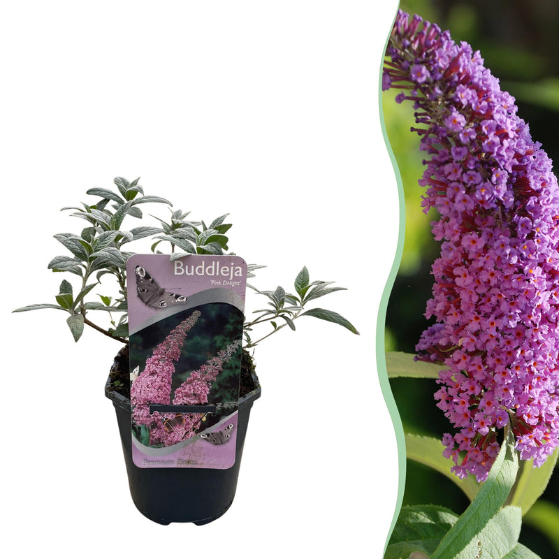 Green boutiQ - Garden plant - Buddleja davidii Pink Delight - Butterfly bush - Hardy - Pink - 1 plant - Pot 17cm - Height 45cm