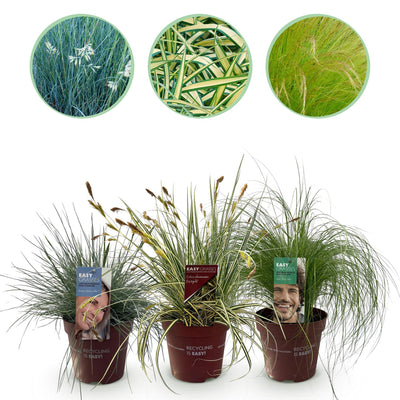 GreenboutiQ Ziergräser: 3 winterharte Pflanzen im 17cm Topf