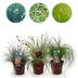 GreenboutiQ Ziergräser: 3 winterharte Pflanzen im 17cm Topf Bild 1