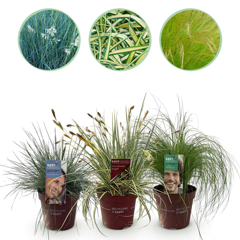 GreenboutiQ Ziergräser: 3 winterharte Pflanzen im 17cm Topf