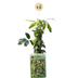 6x Nordbrau Hopfen Kletterpflanze, Ø9cm, ↕35cm Bild 2