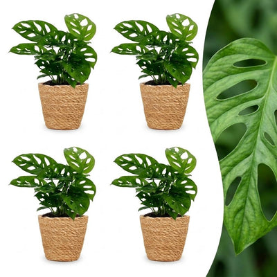 Green boutiQ - Monstera Adansonii - Monstera Adansonii - 4 Pflanzen - mit Korb - Topf 12cm - Höhe - 25cm