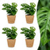 Green boutiQ - Monstera Adansonii - Monstera Adansonii - 4 Pflanzen - mit Korb - Topf 12cm - Höhe - 25cm Bild 1
