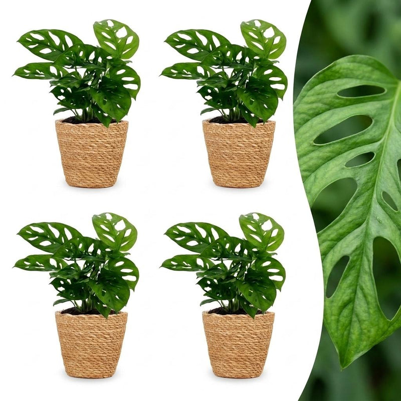 Green boutiQ - Monstera Adansonii - Monstera Adansonii - 4 Pflanzen - mit Korb - Topf 12cm - Höhe - 25cm