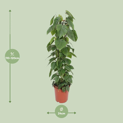 Philodendron Scandens - Hängende Zimmerpflanze Ø24cm, 120cm