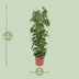 Philodendron Scandens - Hängende Zimmerpflanze Ø24cm, 120cm Bild 2