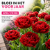 Tulpenzwiebeln Bombastic Red – 20 Stück | KH Bloembollen® | Rote Pfingsttulpe – Doppelt blühend & luxuriös – Für Garten oder Topf – Größe 11/12 – Frisch vom Züchter! Bild 6