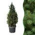 Picea glauca Conica - Zuckerhutfichte - Grün - Weihnachtsbaum - Ø23cm - ↕80cm Bild 1