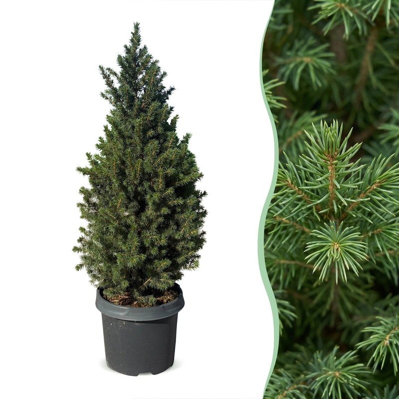 Picea glauca Conica - Zuckerhutfichte - Grün - Weihnachtsbaum - Ø23cm - ↕80cm